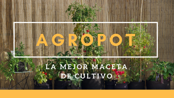 La mejor maceta para tu huerto urbano