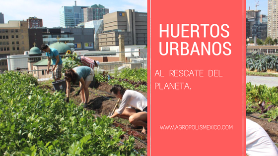 Huertos Urbanos al rescate del planeta