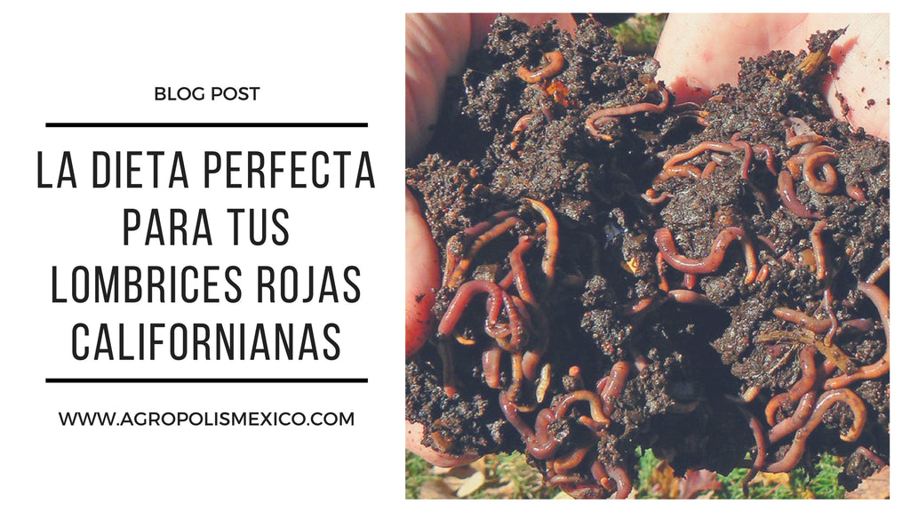 La dieta perfecta para tus Lombrices Rojas Californianas