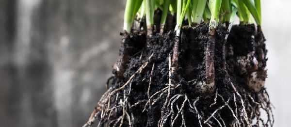 Función de  los Trichodermas en la agricultura