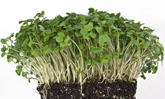 MICROGREENS