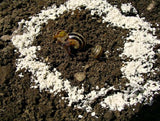 Tierra de Diatomeas