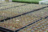 Vermiculita