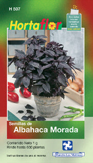 Semillas albahaca morada