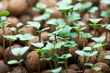 Arcilla Expandida (Clay Pebbles) 5 lts