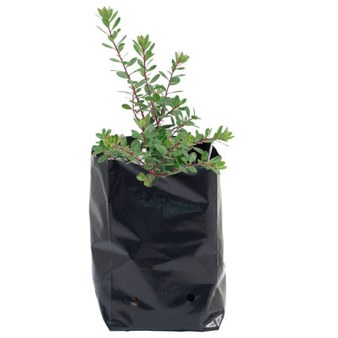 Bolsa de Plástico Negro