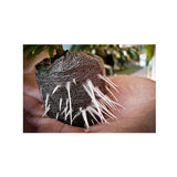 Jiffys (Peat Pellets)