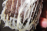Micorrizas Biofertilizante 450 gr