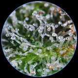 Mini Lupa de 60x con Luz LED
