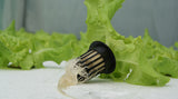 Canastilla Hidropónica