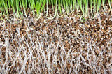 Vermiculita